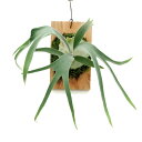 (観葉植物)一点物 ビカクシダ ラナ 板付け(1株) 関東当日便