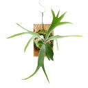(観葉植物)一点物 ビカクシダ ラナ 板付け(1株) 関東当日便