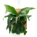 (観葉植物)一点物 ビカクシダ ヒリー 板付き(1株)
