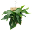 (観葉植物)一点物 ビカクシダ ヒリー 板付き (1株)