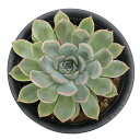 (多肉植物)エケベリア ジャシリー 4号(1鉢)