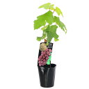 (観葉植物)果樹苗 ブドウ ウィンク 苗木 3.5号(1ポット) 家庭菜園 果物 フルーツ