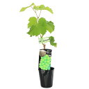 (観葉植物)果樹苗 ブドウ シャインマスカット 苗木 3.5号(1ポット) 家庭菜園 果物 フルーツ