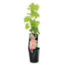 (観葉植物)果樹苗 ブドウ バイオレットキング 苗木 3.5号(1ポット) 家庭菜園 果物 フルーツ