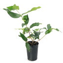 (観葉植物)果樹苗 赤レンブ 4.5号(1ポット) 家庭菜園 果物 フルーツ
