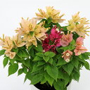 (観葉植物)ブーゲンビレア コナツ 花色おまかせ 3.5号(1鉢)
