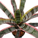 (観葉植物)一点物 エクメア オト 3号(1鉢)タンクブロメリア