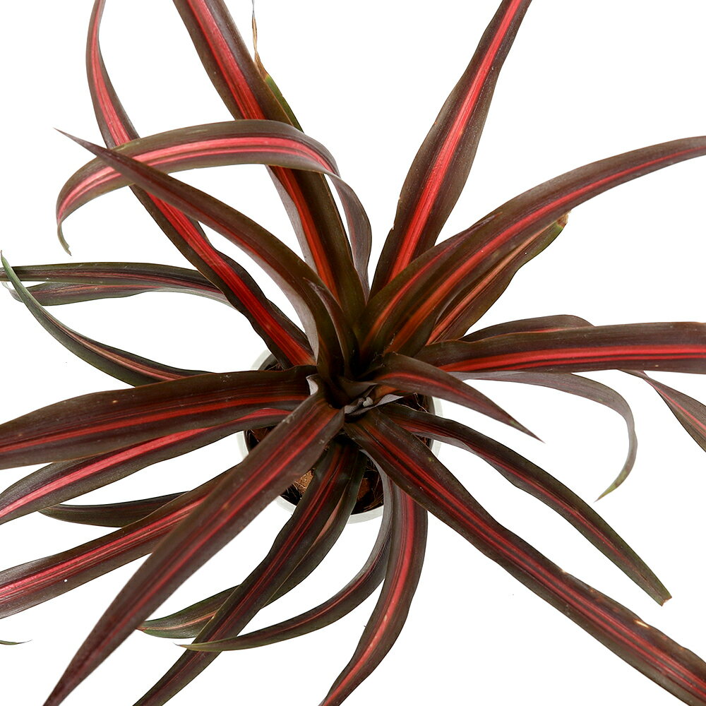 （観葉植物）一点物 アナナス ルシダス 3号（1株）