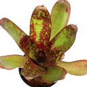 (観葉植物)ネオレゲリア スプリング チューリップ 2号(1株)