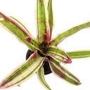 (観葉植物)ネオレゲリア メラニエ 3号(1株)