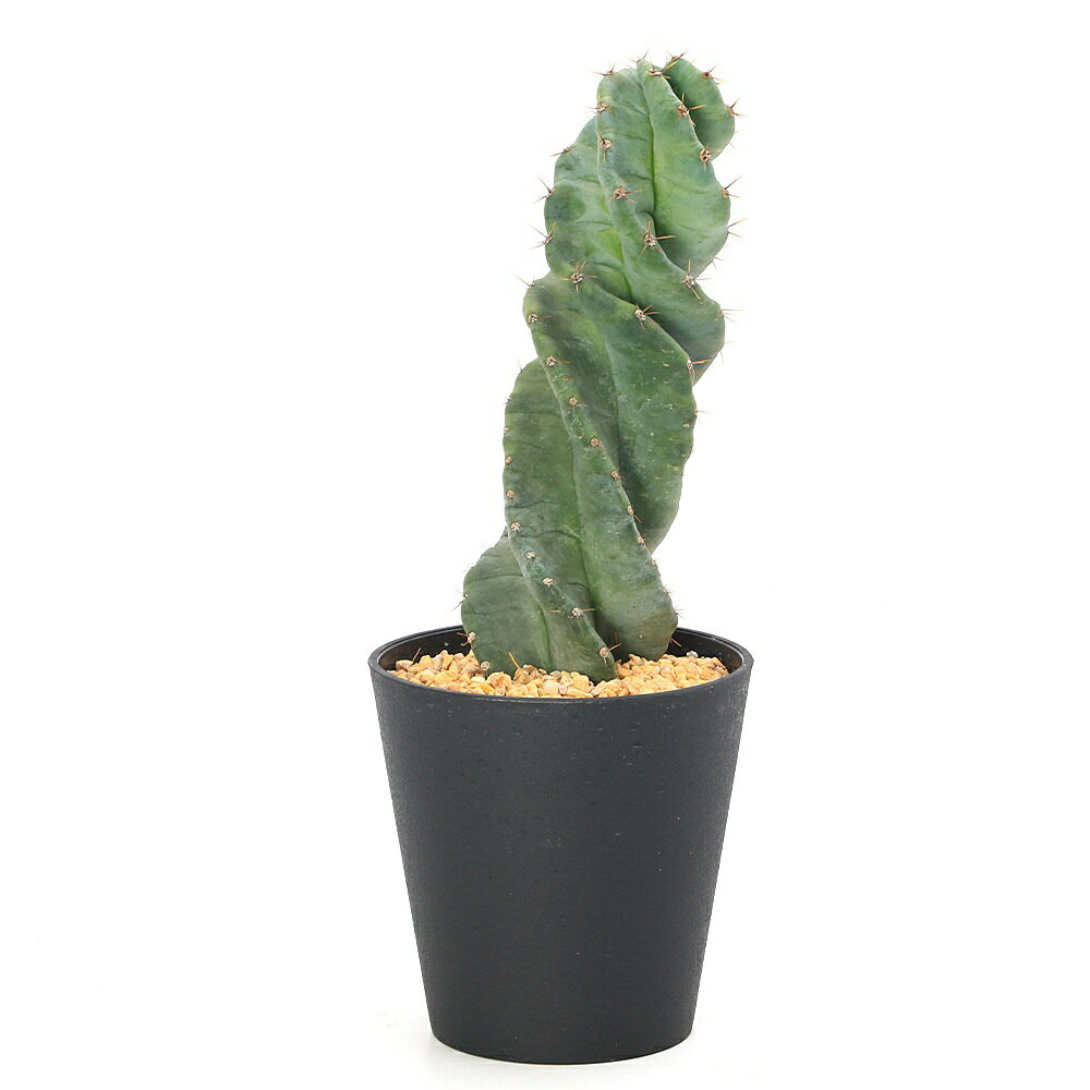 （多肉植物）一点物 サボテン セレウス ペルビアナス スピラリス 4号（1鉢）（353807）