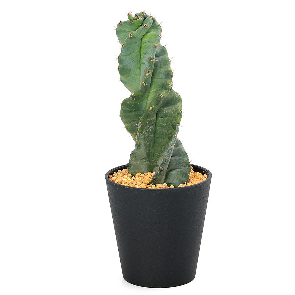 （多肉植物）一点物 サボテン セレウス ペルビアナス スピラリス 4号（1鉢）（353810）