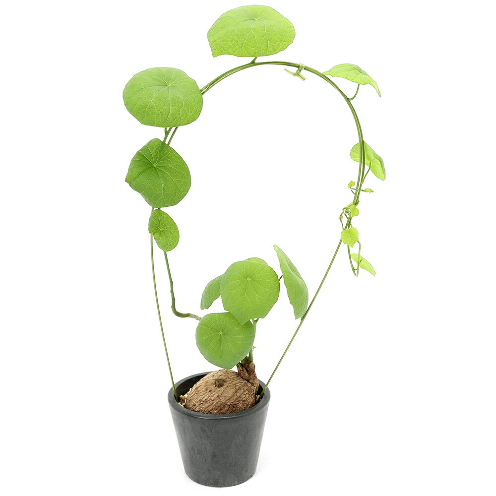 （観葉植物）一点物 ステファニア スベローサ 3．5号（1鉢） コーデックス