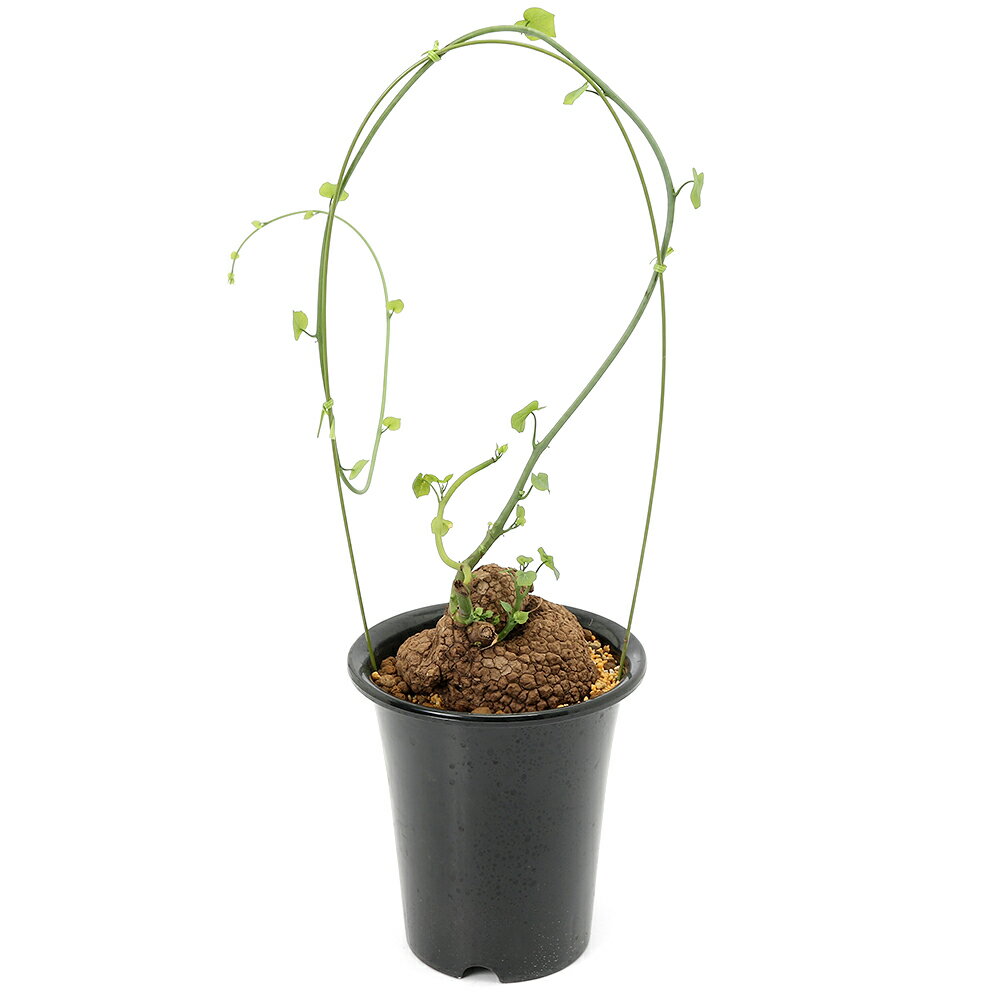 （多肉植物）一点物 ステファニア スベローサ 5号（1鉢） コーデックス