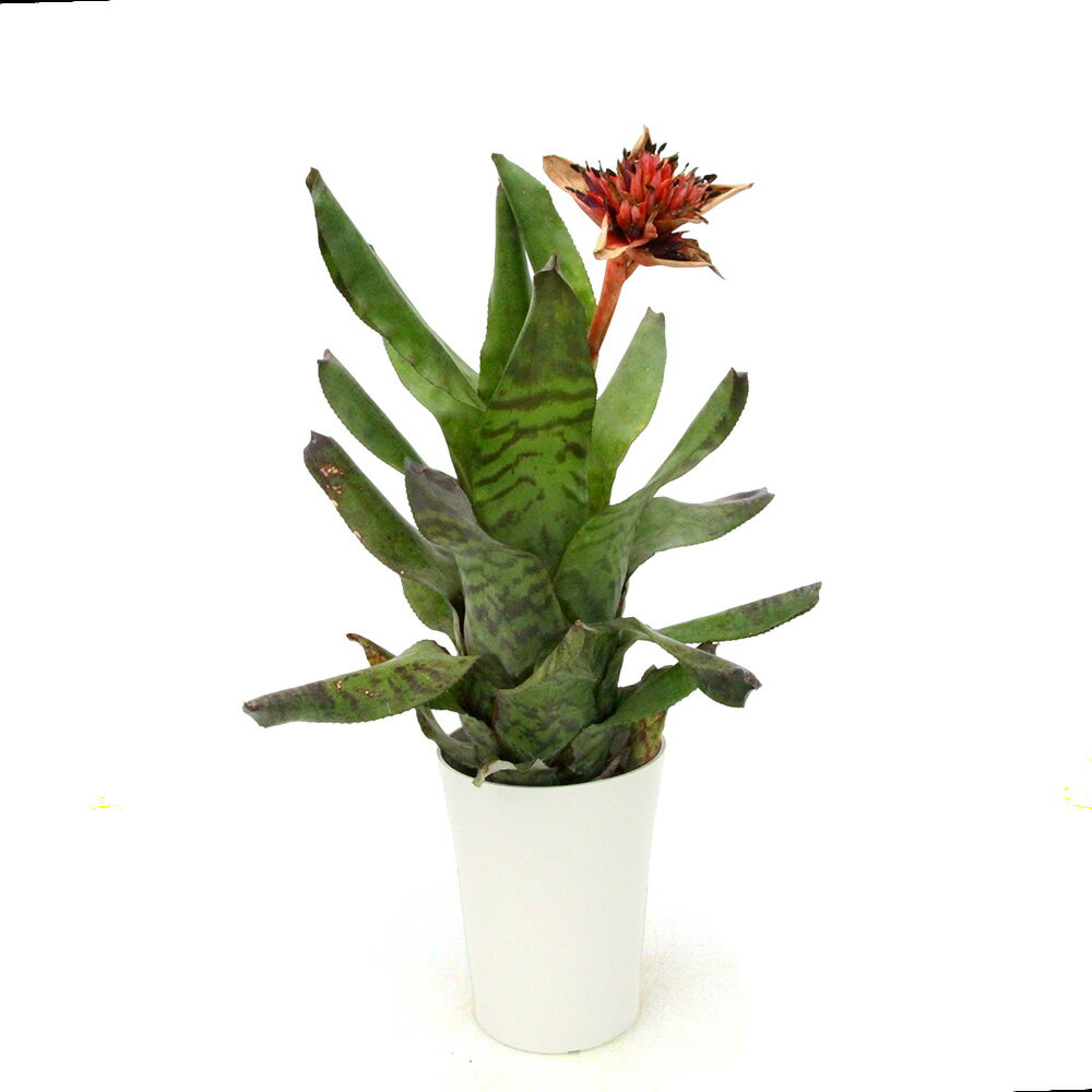 （観葉植物）一点物 カニストラム セイデリアナム 5号 開花終了株（1株）タンクブロメリア