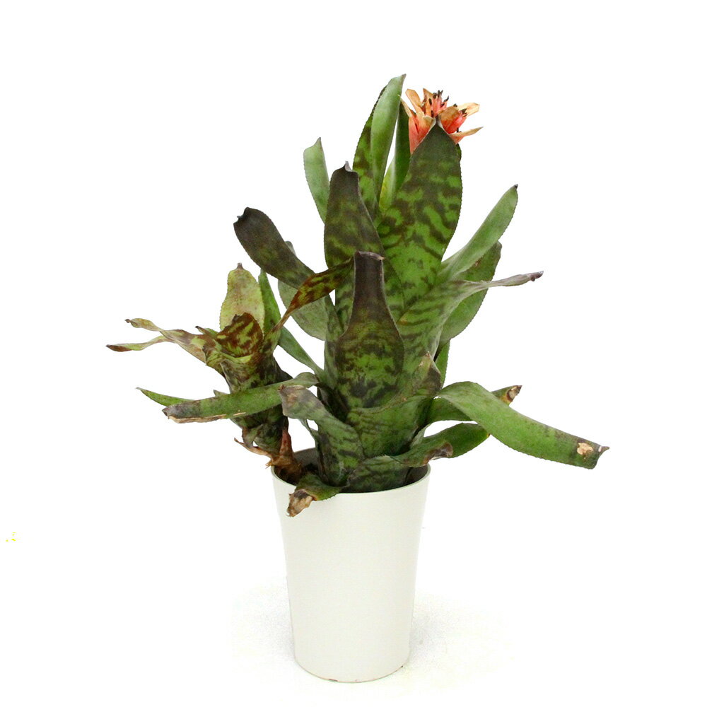 （観葉植物）一点物 カニストラム セイデリアナム 5号 開花終了株（1株）タンクブロメリア