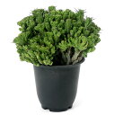 (多肉植物)一点物 ユーフォルビア 紅彩閣綴化モンスト 4号(1鉢)