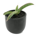 (観葉植物)一点物 サンスベリア エイレンシス 3.5号(1鉢)