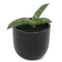 (観葉植物)一点物 サンスベリア エイレンシス 3.5号(1鉢)
