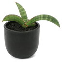 (観葉植物)一点物 サンスベリア エイレンシス 3.5号(1鉢)