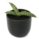 (観葉植物)一点物 サンスベリア エイレンシス 3.5号(1鉢)