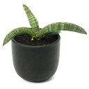 (観葉植物)一点物 サンスベリア エイレンシス 3.5号(1鉢)