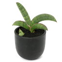 (観葉植物)一点物 サンスベリア エイレンシス 3.5号(1鉢)