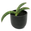 (観葉植物)一点物 サンスベリア エイレンシス 3.5号(1鉢)