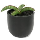 (観葉植物)一点物 サンスベリア エイレンシス 3.5号(1鉢)