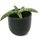 (観葉植物)一点物 サンスベリア エイレンシス 3.5号(1鉢)
