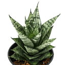 (観葉植物)サンスベリア エーレンデル 3.5号(1鉢)