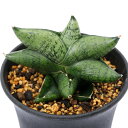 (観葉植物)サンスベリア プンプイ 3.5号(1鉢)