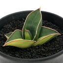 (観葉植物)一点物 サンスベリア サムライドワーフ 斑入り 3.5号(1鉢)