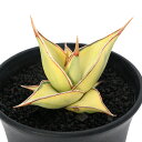 (観葉植物)一点物 サンスベリア ピングイキュラ 斑入り 3.5号(1鉢)