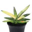 (観葉植物)一点物 サンスベリア ボンセレンシス エンジェル 斑入り 3.5号(1鉢)