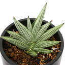 (観葉植物)サンスベリア ジュピター 4.5号(1鉢)