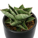 (観葉植物)サンスベリア アンジェリーナ 3号(1鉢)
