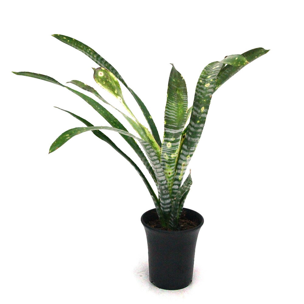 （観葉植物）一点物 ビルベルギア ライムストーン 3．5号（1株）