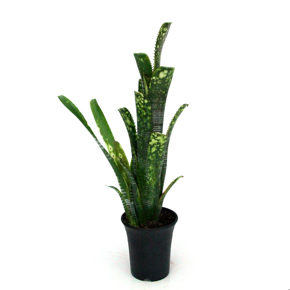 （観葉植物）一点物 ビルベルギア ライムストーン 3．5号（1株）