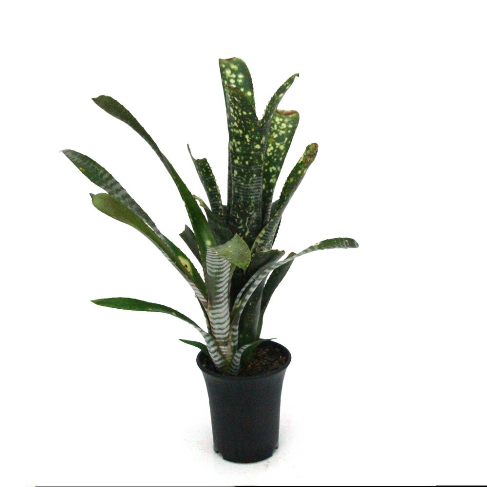 （観葉植物）一点物 ビルベルギア ライムストーン 3．5号（1株）