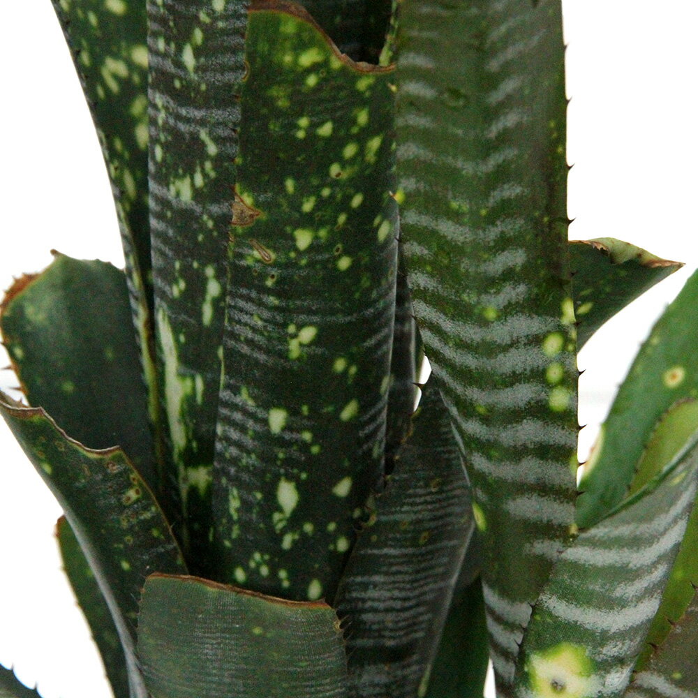 （観葉植物）一点物　ビルベルギア　ライムストーン　3．5号（1株）