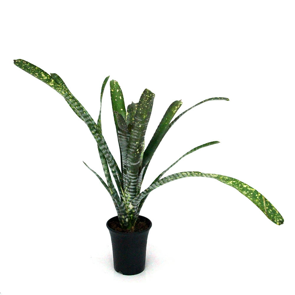 （観葉植物）一点物 ビルベルギア ライムストーン 3．5号（1株）