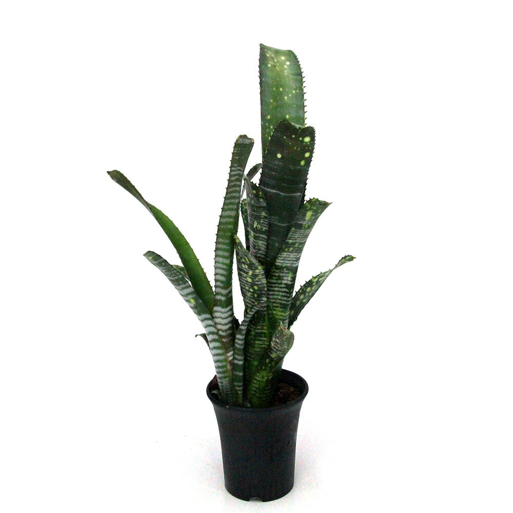 （観葉植物）一点物 ビルベルギア ライムストーン 3．5号（1株）