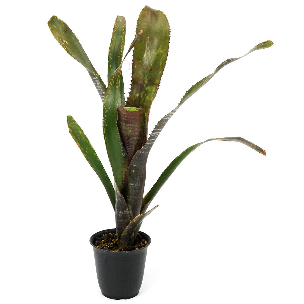 （観葉植物）一点物 ビルベルギア オビワン 3号（1株）