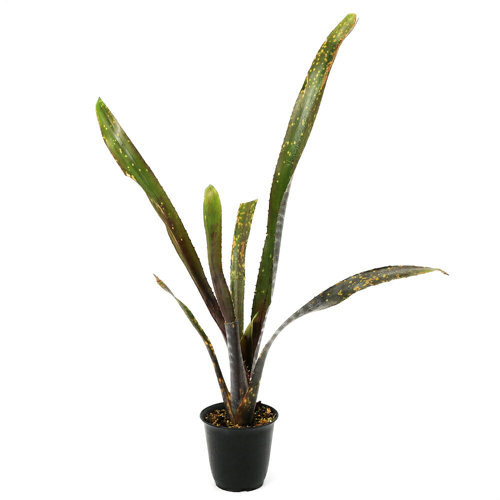 （観葉植物）一点物 ビルベルギア オビワン 3号（1株）