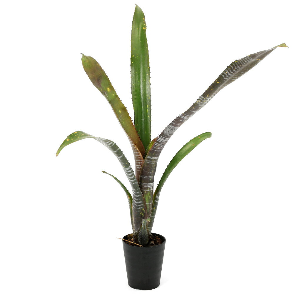 （観葉植物）一点物 ビルベルギア オビワン 3号（1株）