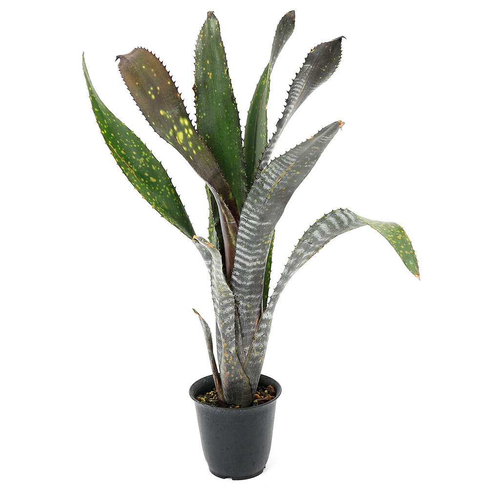 （観葉植物）一点物 ビルベルギア オビワン 3号（1株）