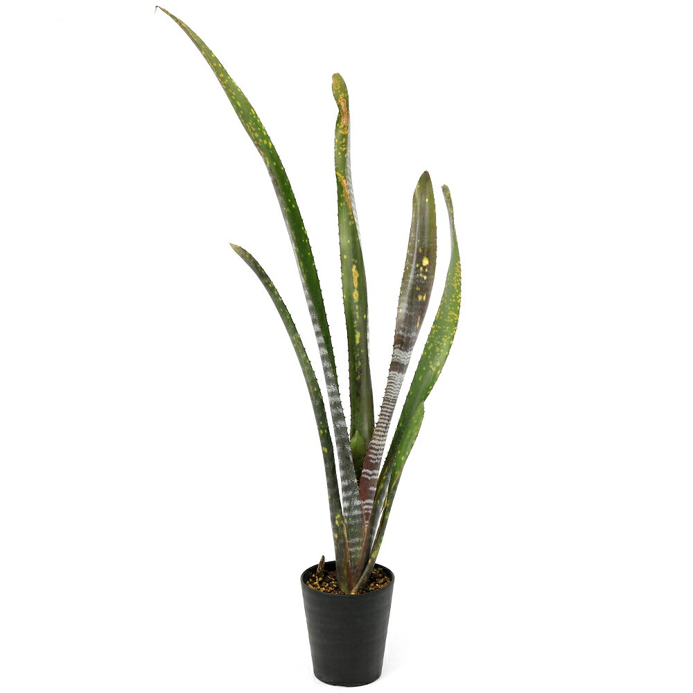 （観葉植物）一点物 ビルベルギア オビワン 3号（1株）