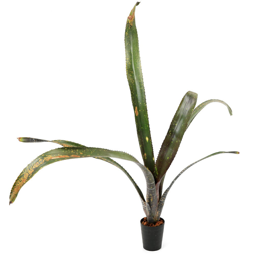 （観葉植物）一点物 ビルベルギア オビワン 3号（1株）