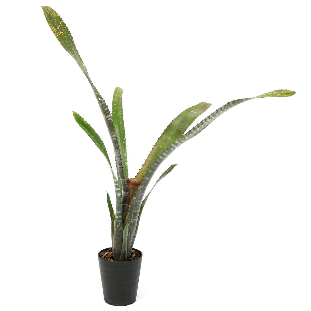 （観葉植物）一点物 ビルベルギア オビワン 3号（1株）